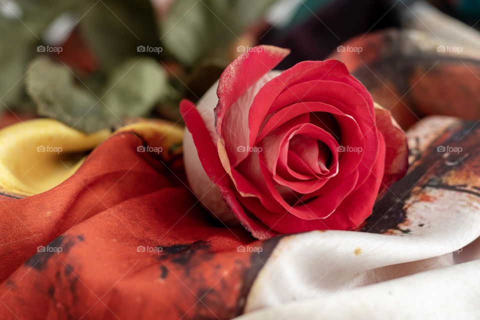 Close up of beautiful red rose on colourful background