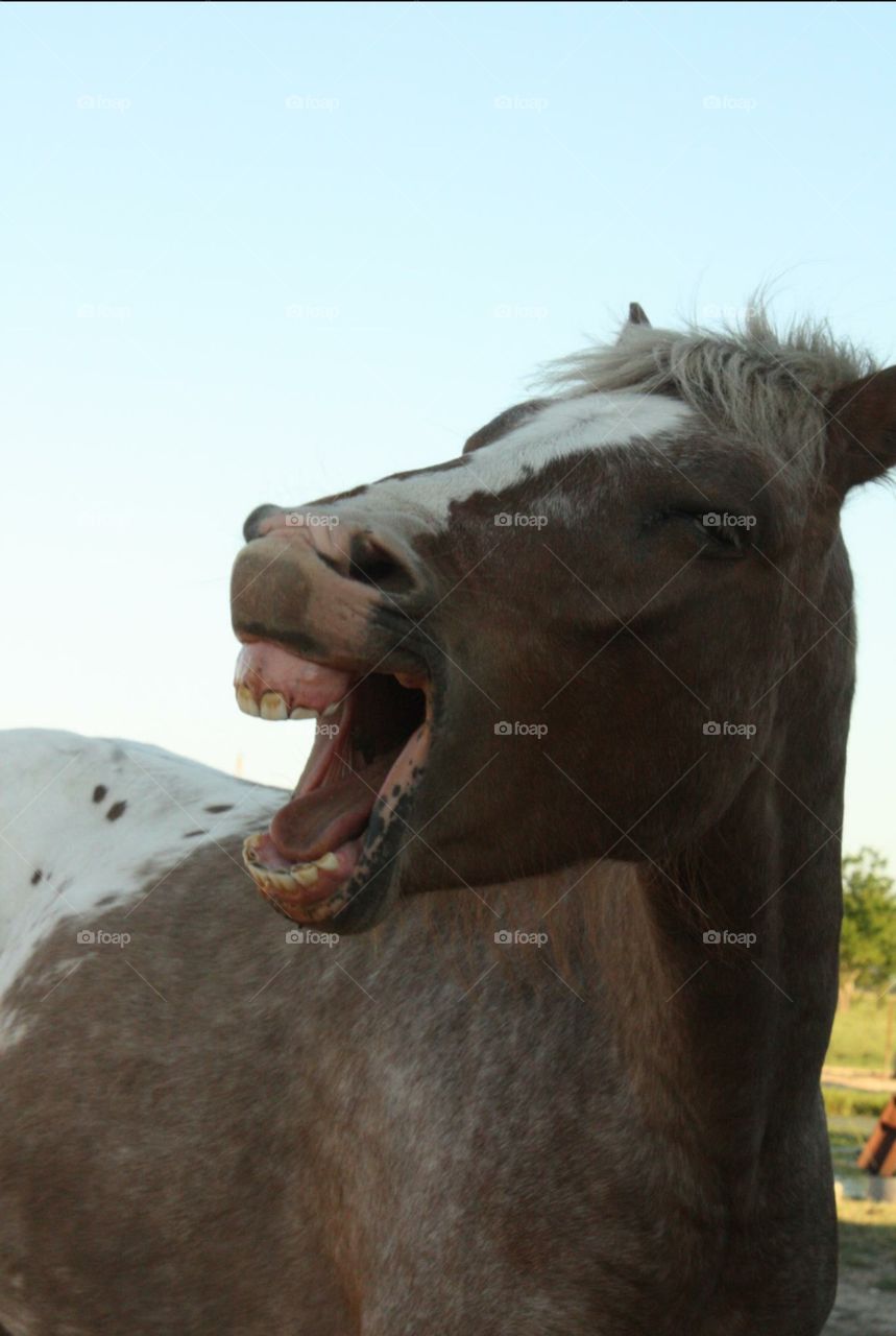 Happy Horse. Little Chief making faces