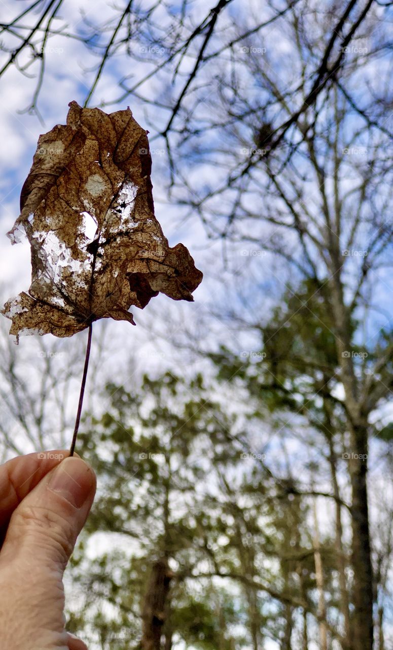 Human thumb and forefinger grasping dry decomposing autumn leaf with forest and sky in background 