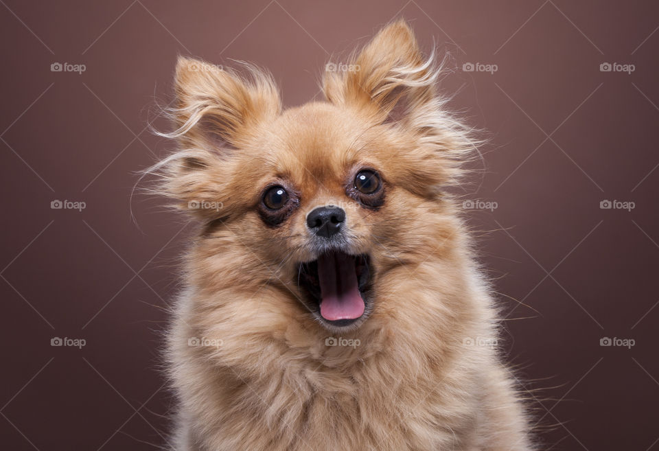 Dog with mouth open against brown background
