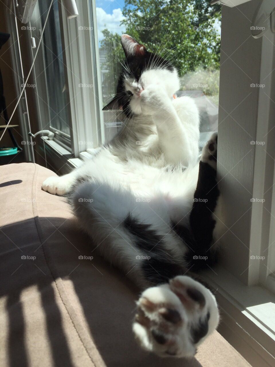 Sunbathing kitty