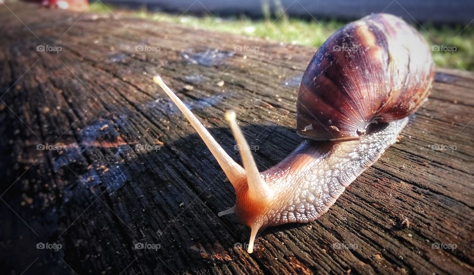 gerry the snail