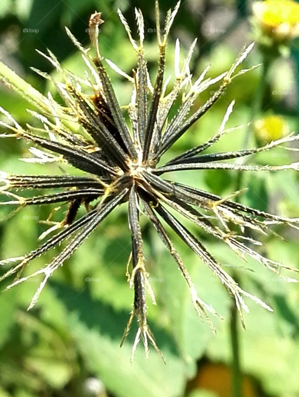 Waiting for the hairy