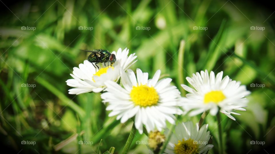 Little flowers & little flies 
