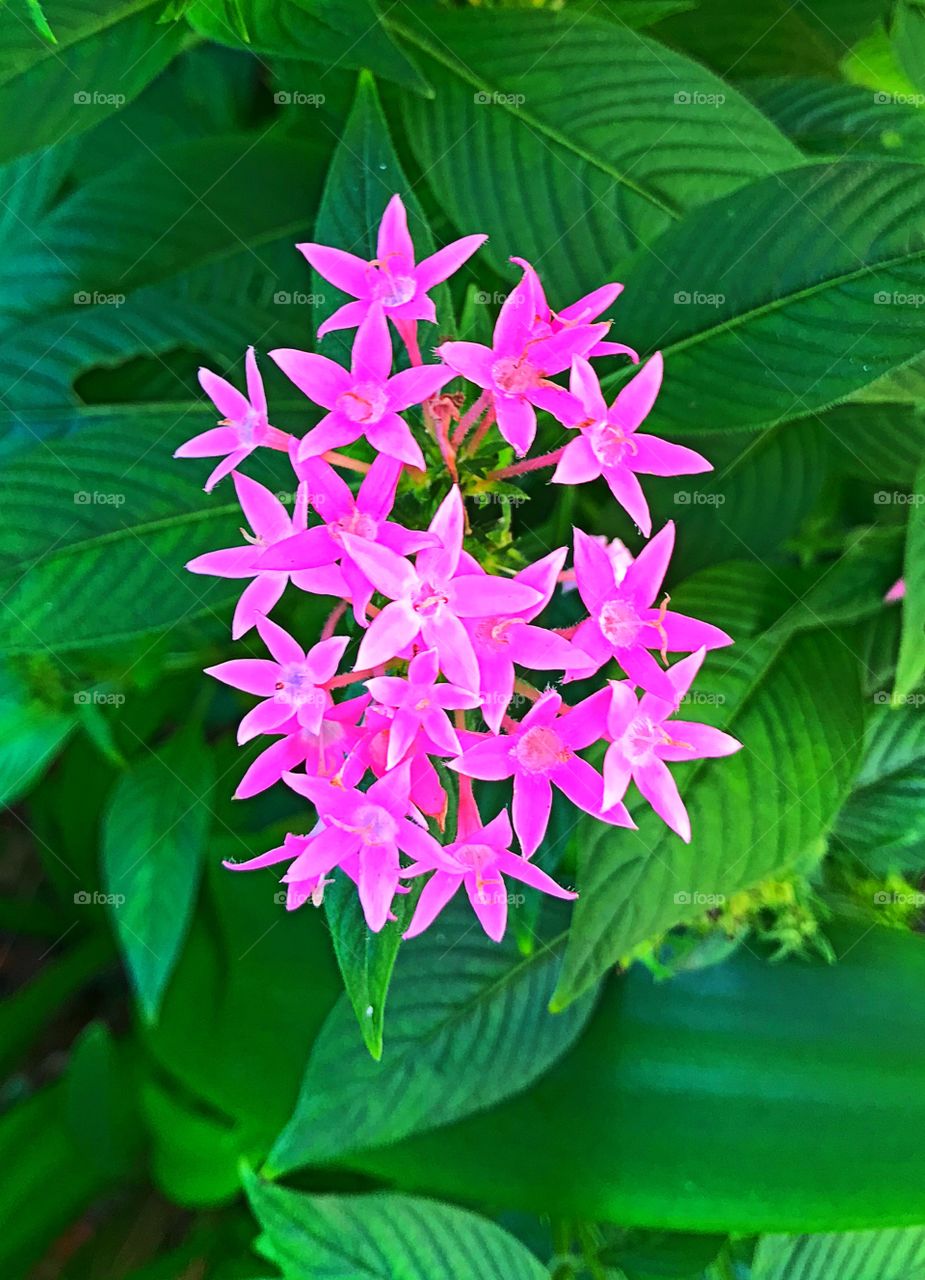 Pink flowers 