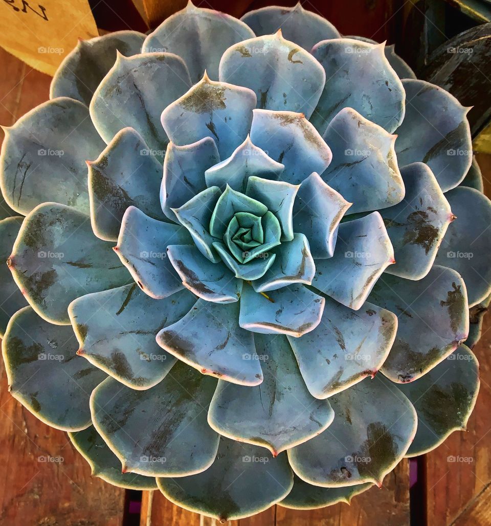 Beautiful succulent—taken in Dyer, Indiana 