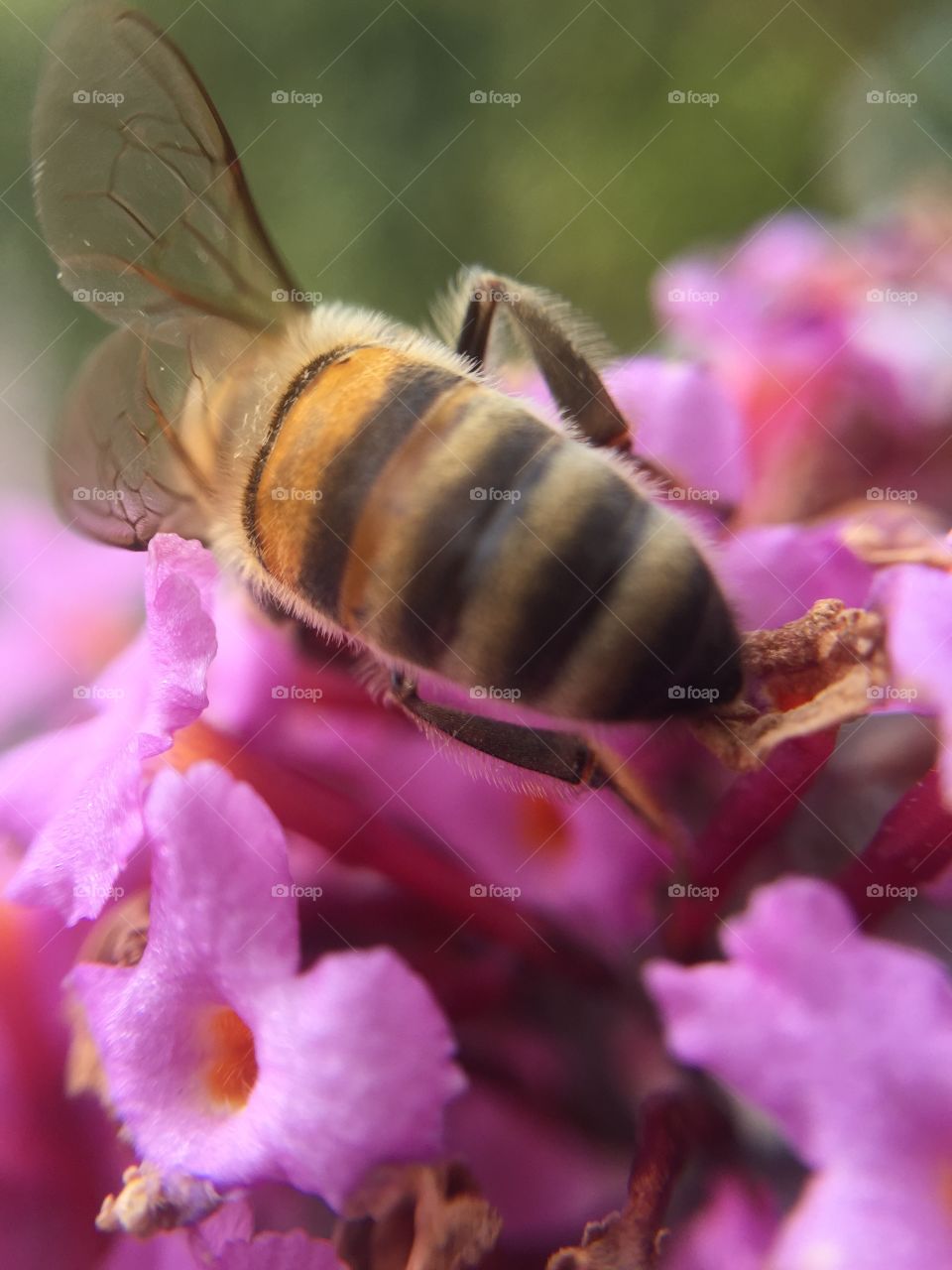 Honey bee :)