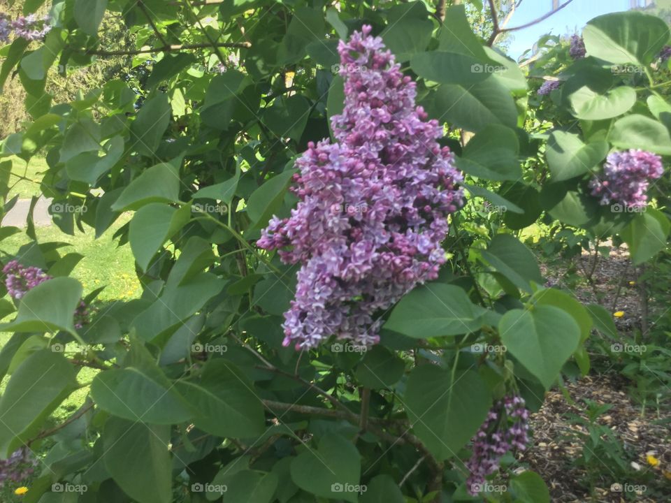 Lilac in Bloom 