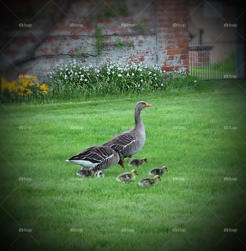 Greylag geese with goslings