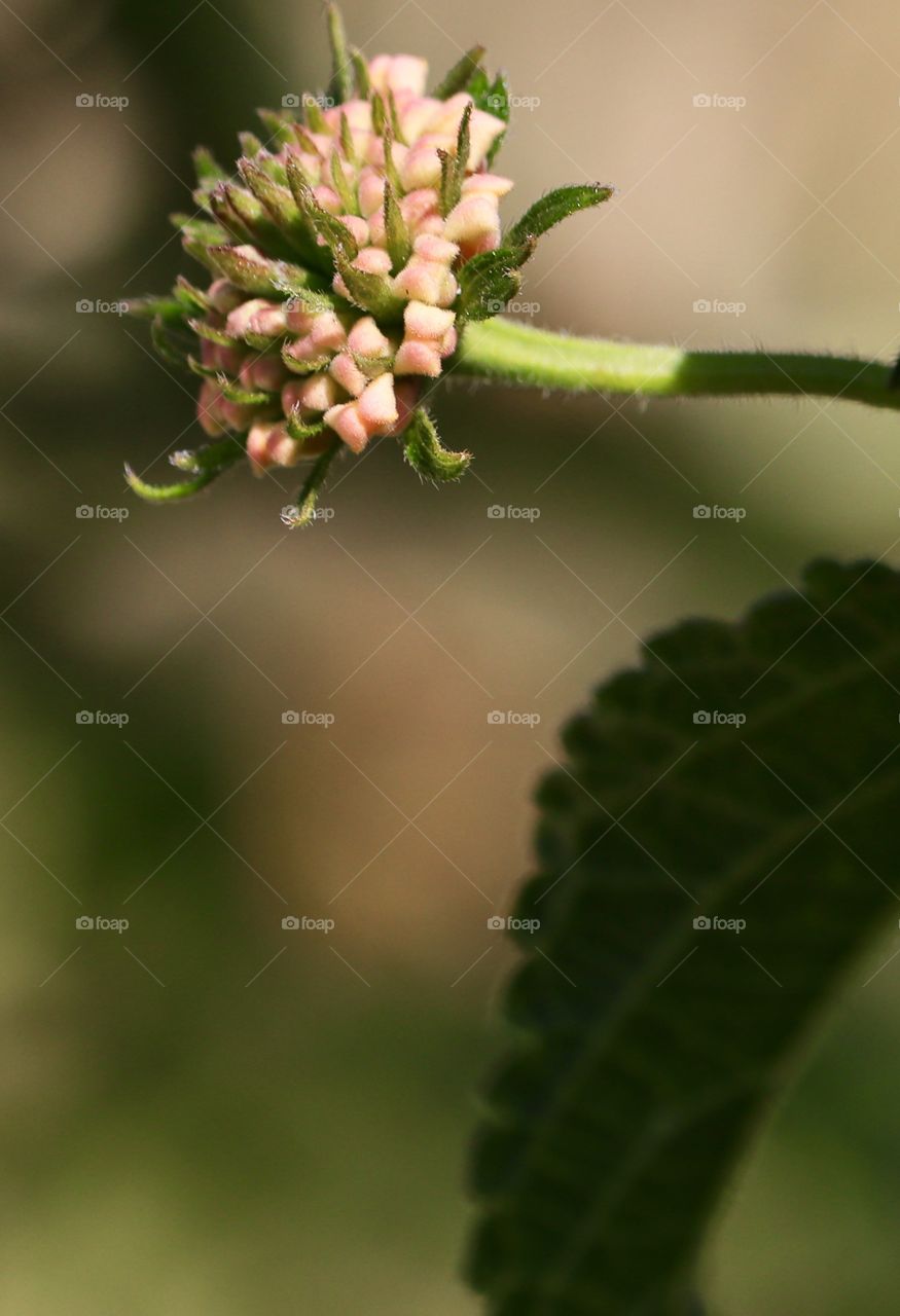 Lantana flower buds closeup selective focus 