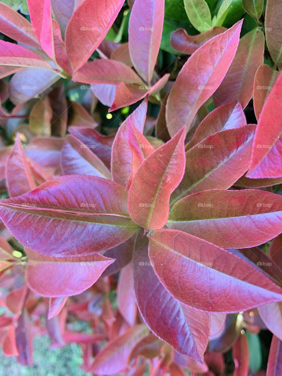 “Let your joy burst forth like flowers in the spring.”