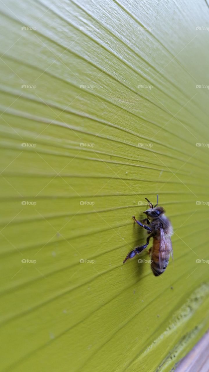 Honeybee pausing on green hive box.