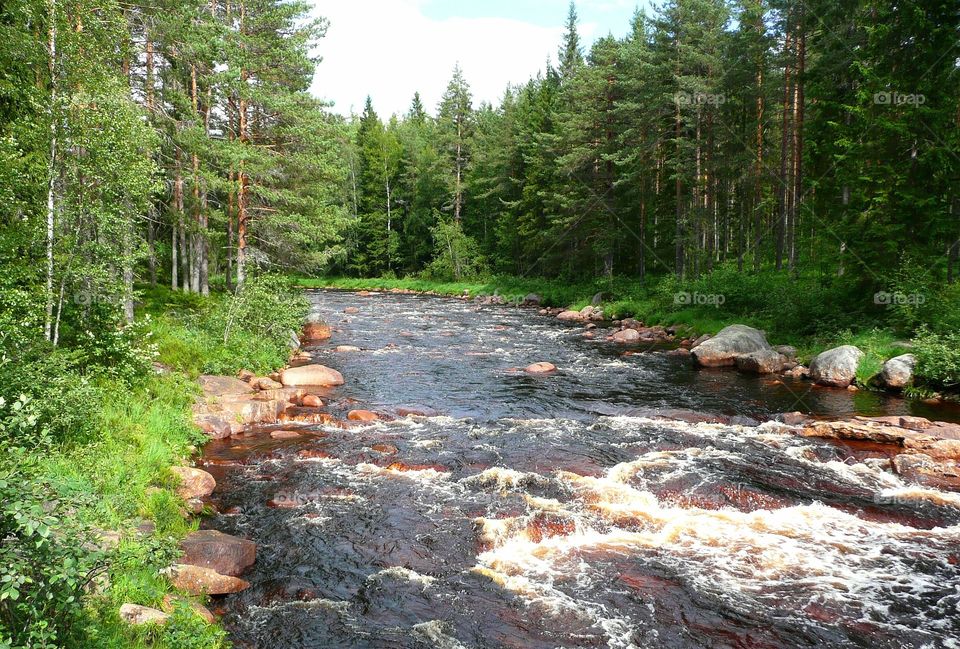 Stream in the forest