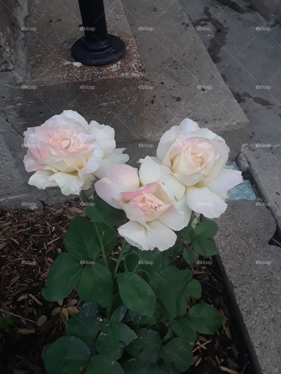 Three White roses with soft pink highlights