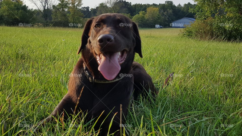 happy choclate lab laying in the field taking a break from playing in the field