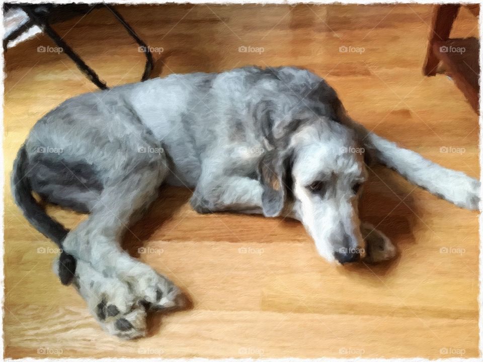 woofy. woofy the dog resting on the hardwood floor