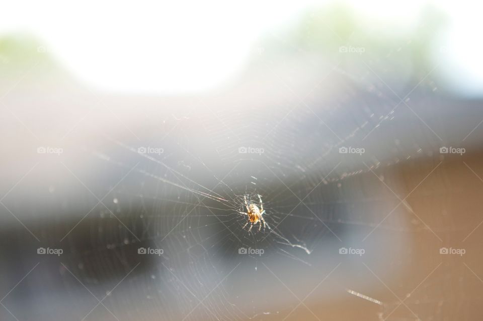 Spider. A spider on the front porch. 
