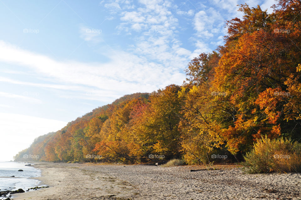 Autumn trees by sea