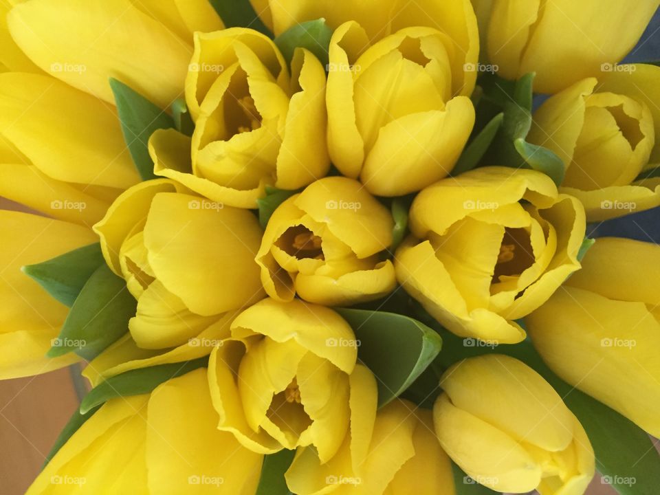 yellow tulips