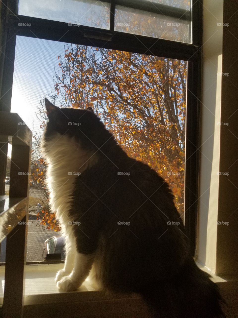 Kitty in a Fall Window