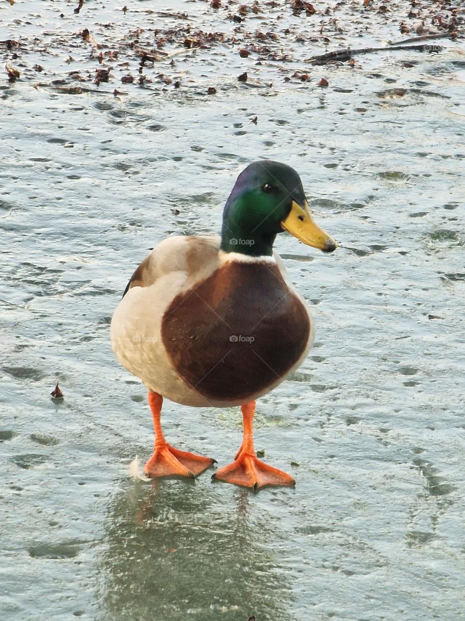 wild duck on frozen lake