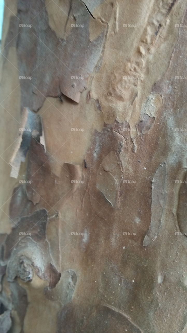 tree bark
