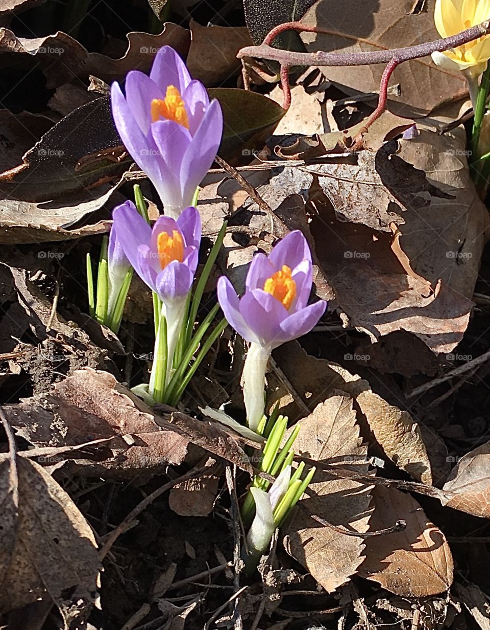 Pretty purple crocuses 