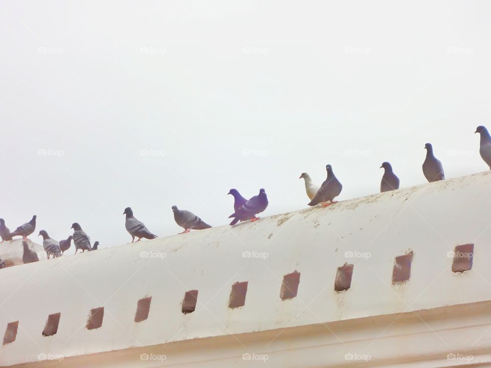 Pigeons on the wall of their homes