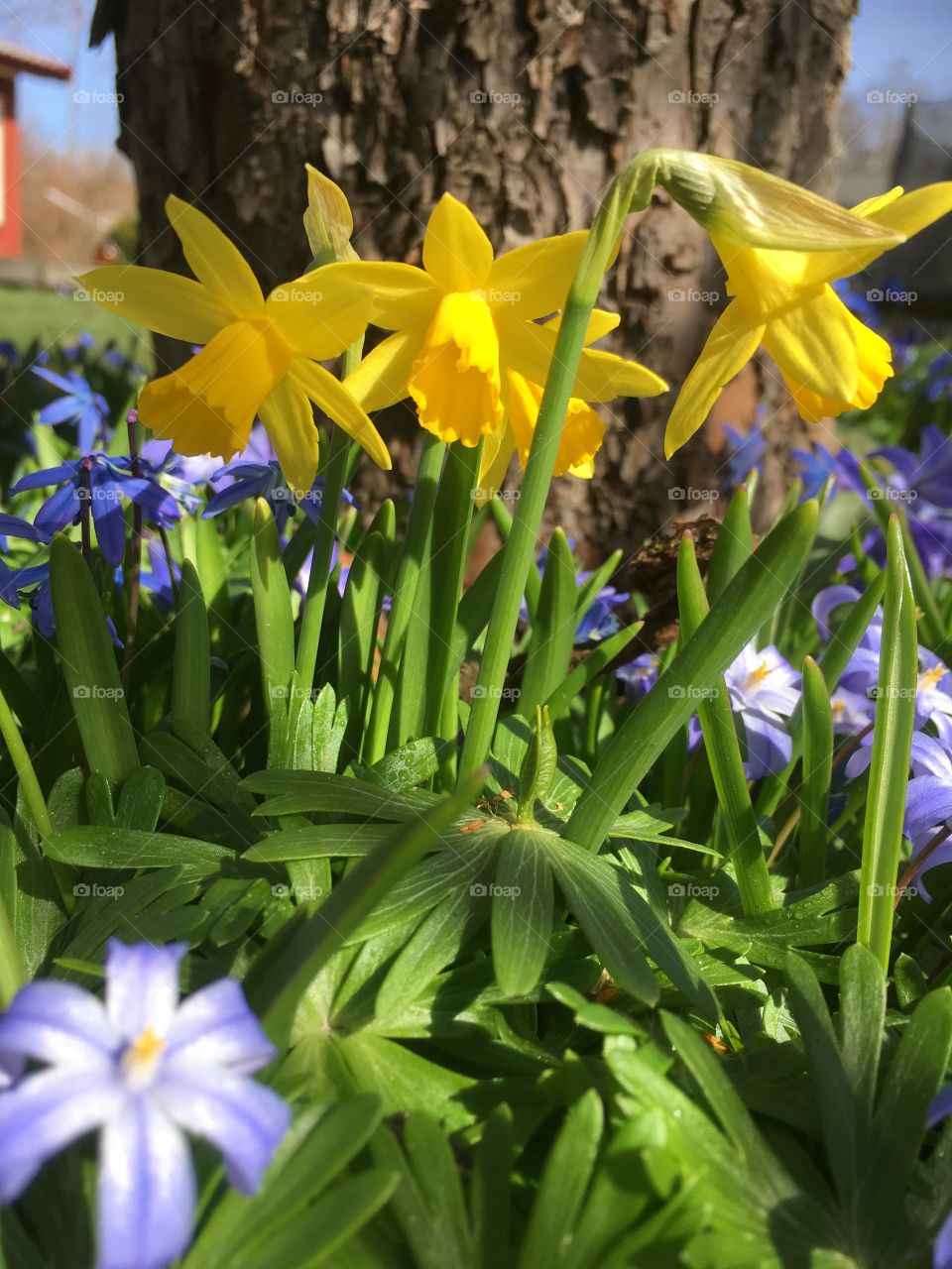 Lovely spring flower