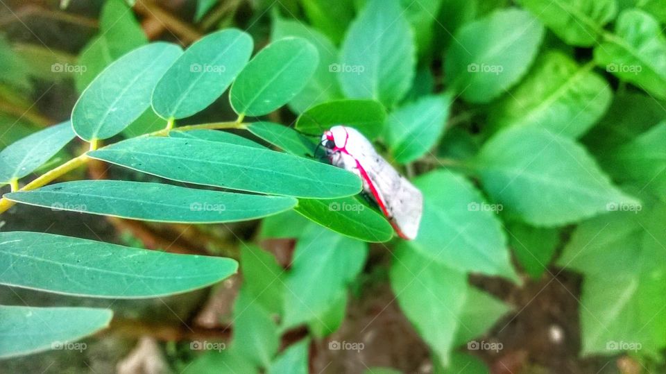Rest in Butterfly srilanka