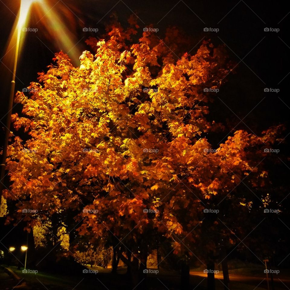 tree in autumn