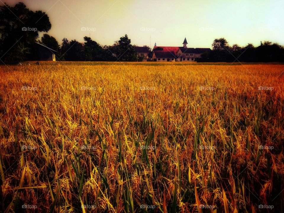 view of the old church building on the edge of the rice fields