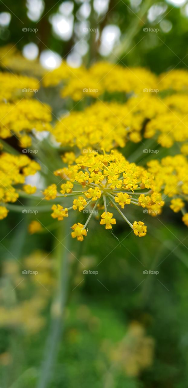 Beautiful flowers