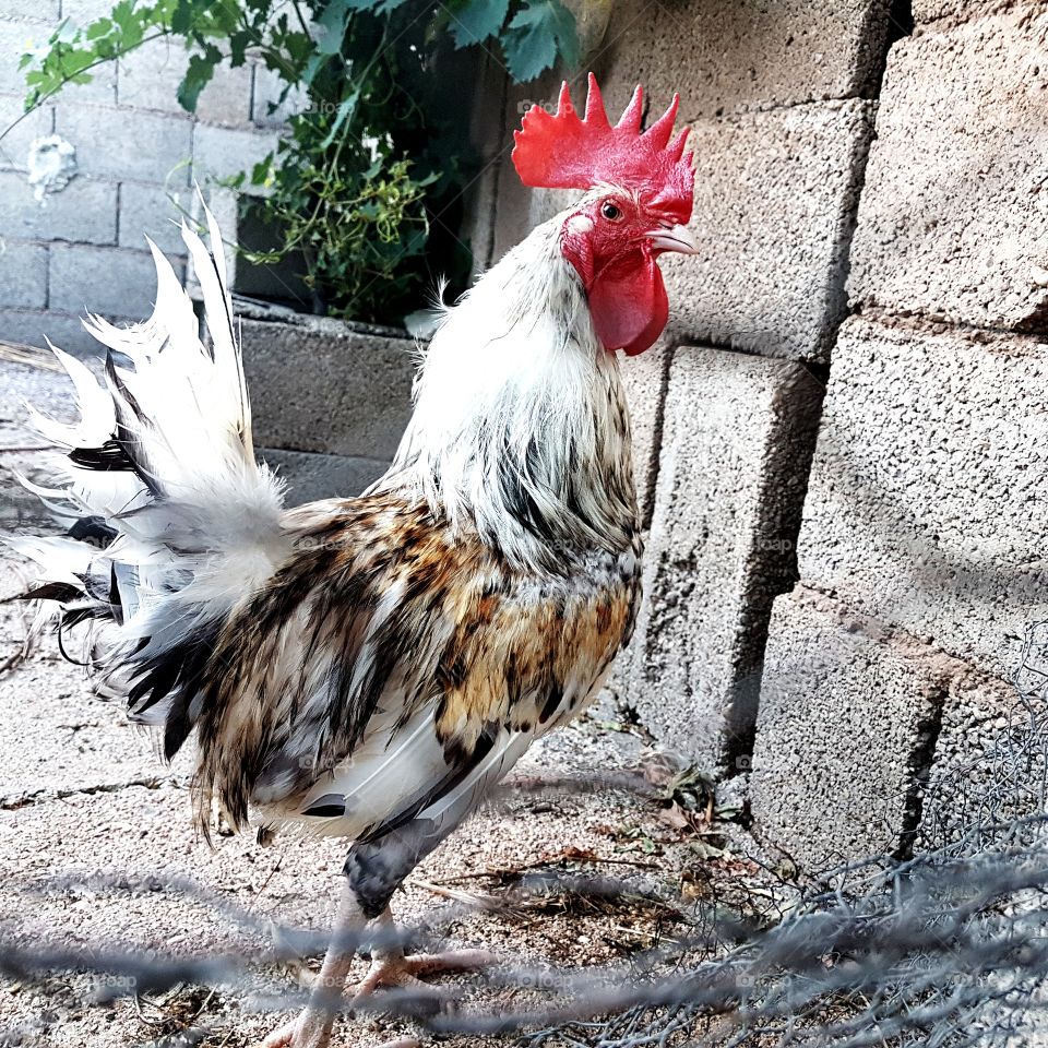 gallo