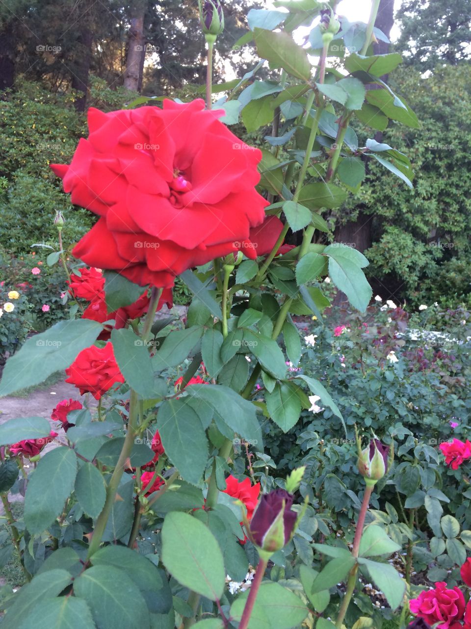 Roses in Portland's International Rose Test Garden. 