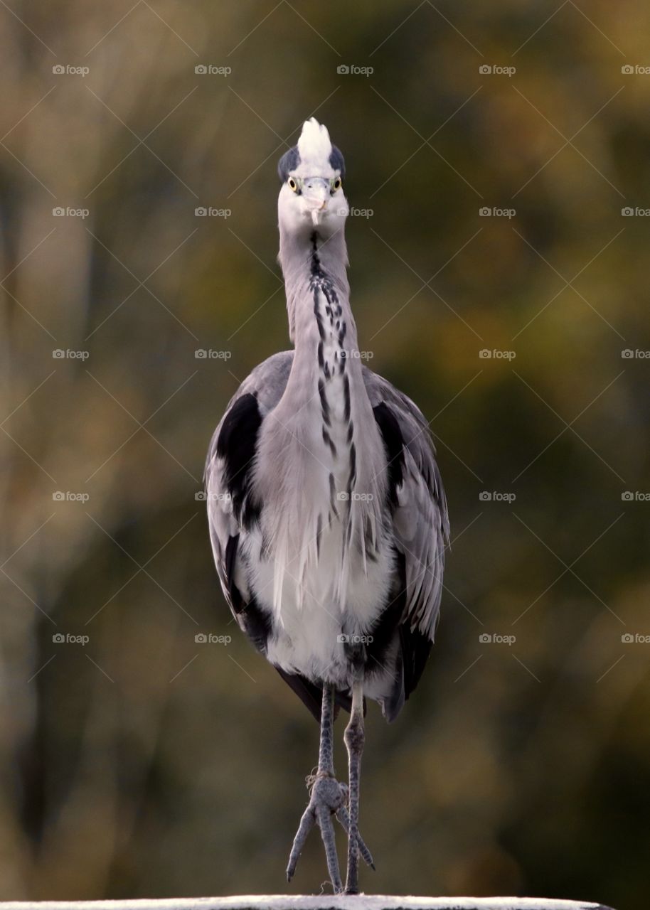 Gray heron “top model” 😜