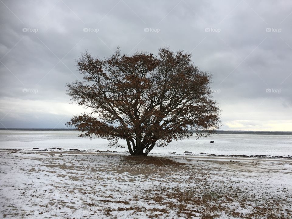Scenic view of tree by lake during winter