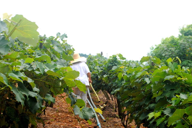 Plantation