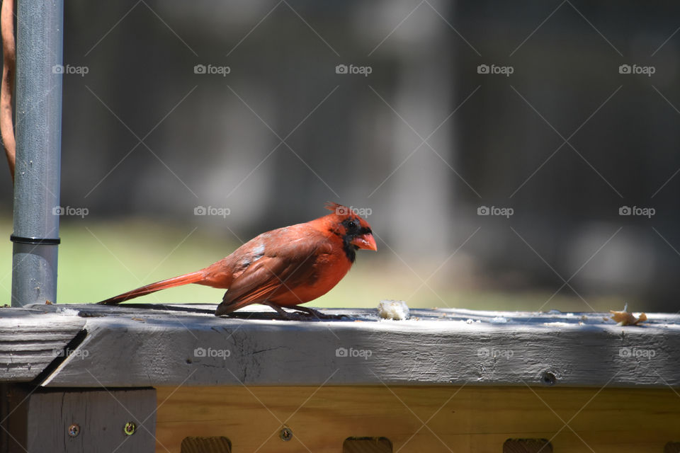 Sweet little Visitor 