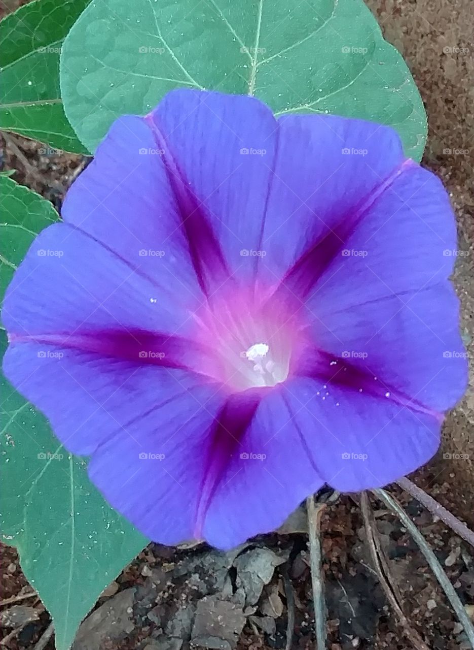 Morning Glory