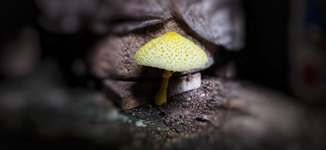 yellow toadstool