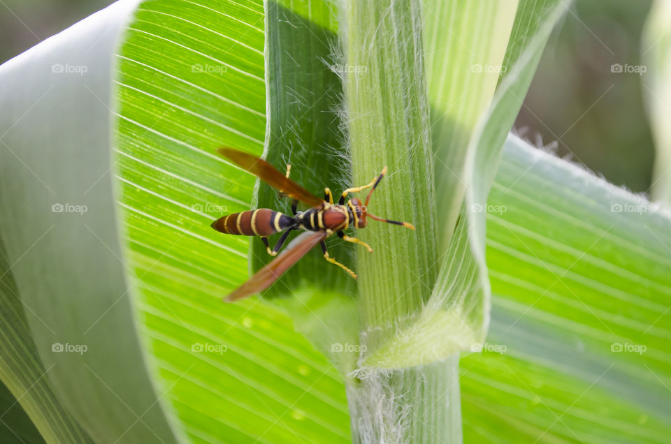 Pepper Wasp On Corn Leaf