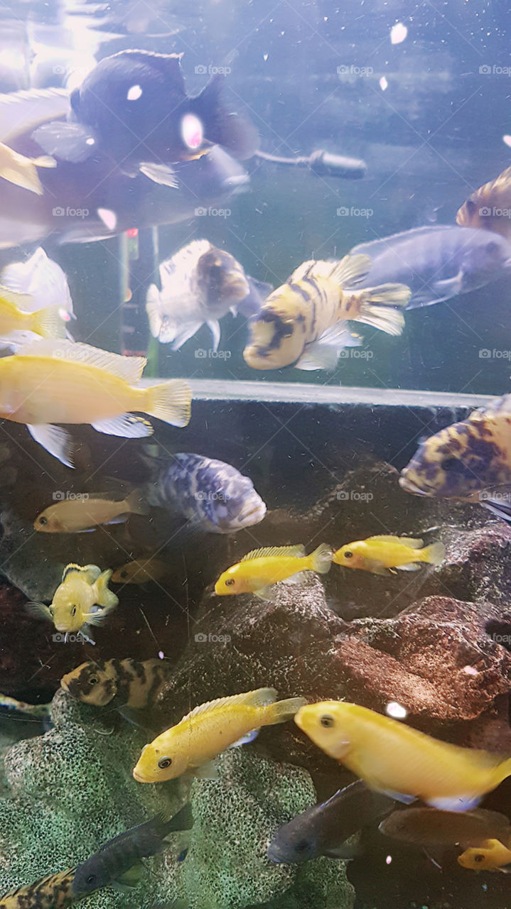 Fish Aquarium full of fishrd