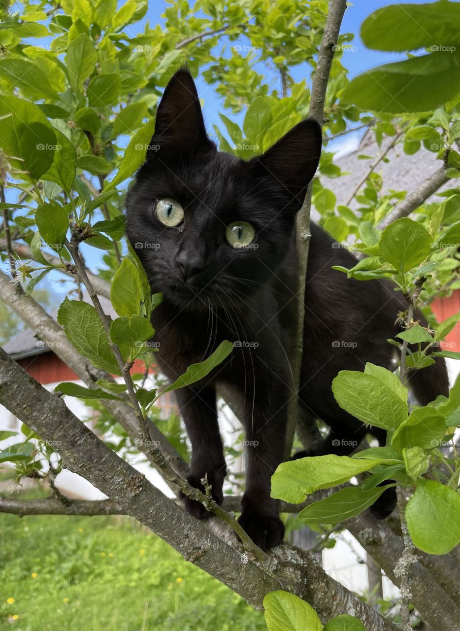 Black cat in a tree