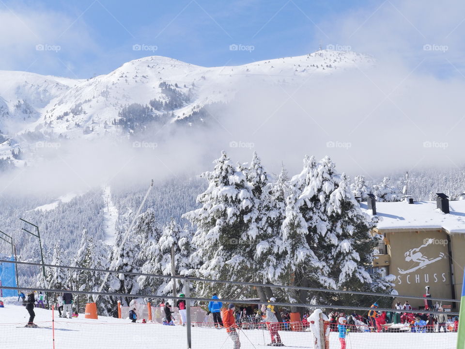 arboles nevados ski