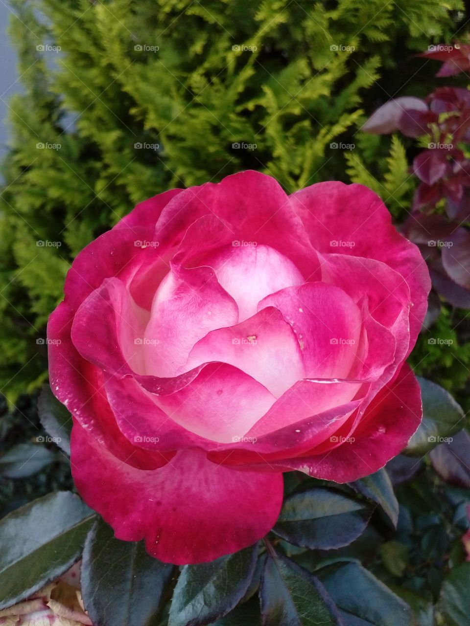 pink flower rose
