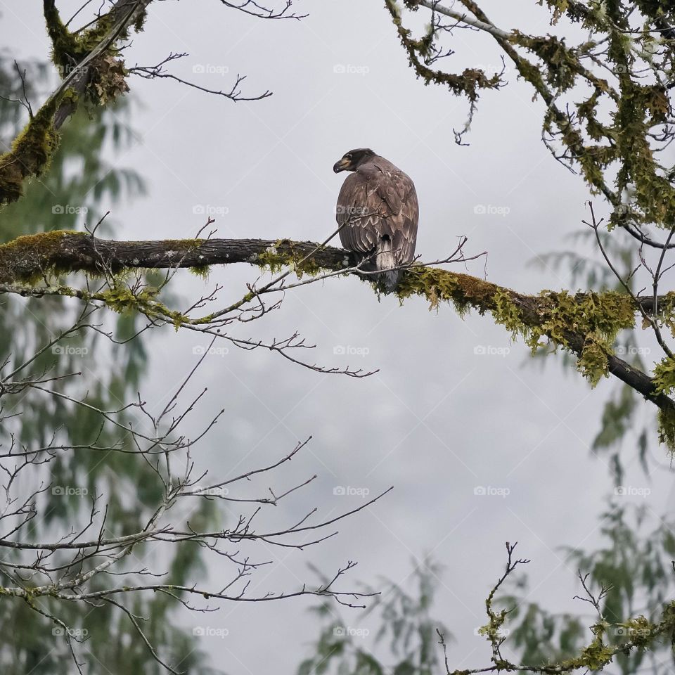 Juvenile bald eagle perched in a tree