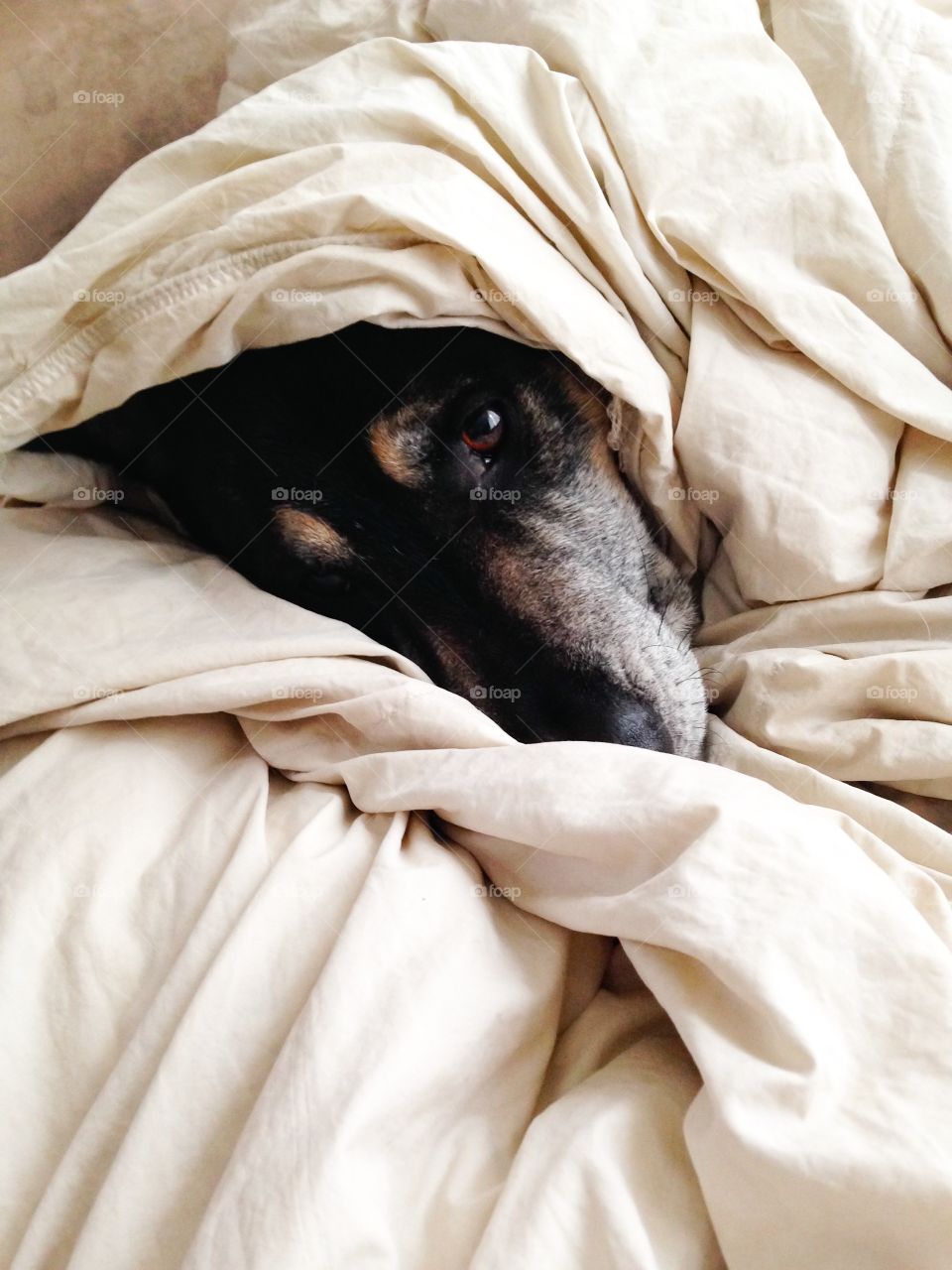 Dog on bed wrapped in a bedsheet