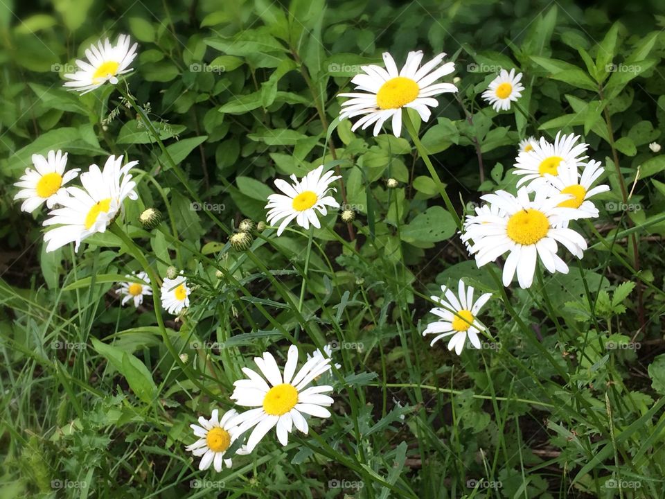 White daisies 