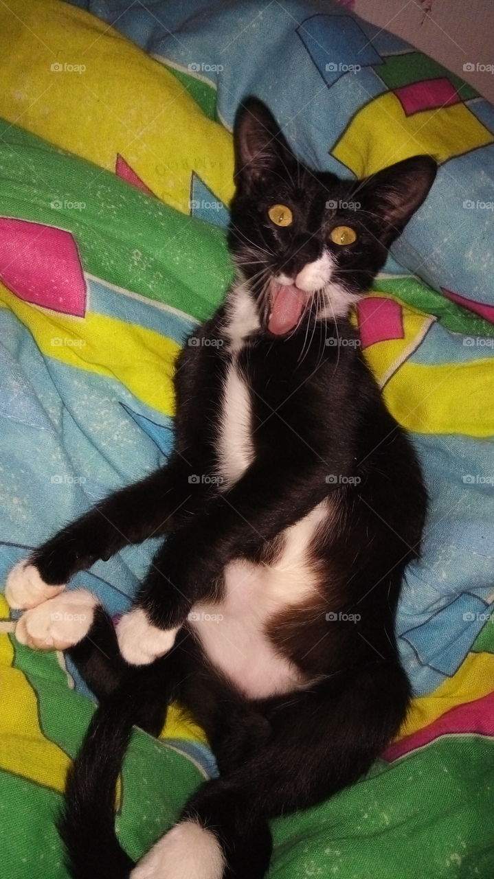 кошка.животные.